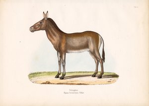 دزيغيتاي أو الحمار البري المنغولي