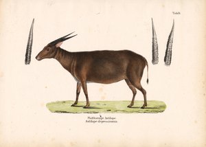 الظباء ذات القرون المسطحة بواسطة كونراد كول