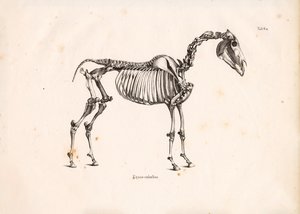 هيكل الحصان