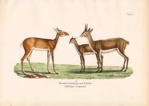 ظباء العريبي في العائلة بواسطة كونراد كول