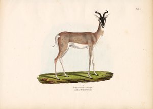 غزال سومرينغ