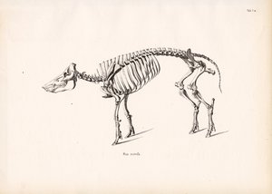 هيكل عظمي خنزير بري