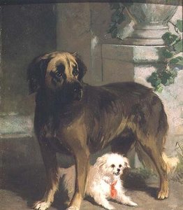 كلب الدرواس و Bichon بواسطة كونرادين كونايوس