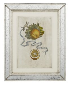 صفيحة برتقالية لولبية من الأوراق 389 من Hesperus ، أو استخدام كتب عن الديناميكا الحرارية Aureorum Culture and Quartet بقلم جيوفاني باتيستا فيراري
