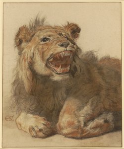 زمزم الأسد ، حوالي 1625-33 (طباشير أسود وأحمر مع ألوان سوداء وبنية) بواسطة كورنيليس سفتيلفين