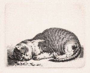 القط النائم ، c.1607-81 بواسطة كورنيليس سفتيلفين