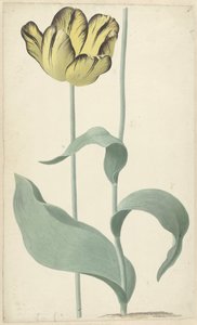 بواسطة tulp Bizard Louis d