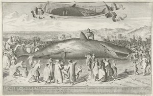 حوت العنبر تقطعت به السبل في Egmond aan Zee ، 1764 Cagelot أو Potwalvis ، بطول 60 قدمًا ، شمال Egmond op Zee Alive الذين تقطعت بهم السبل في الخامس عشر من شهر فبراير 1764. تم بيع الأول من مارس هناك في المزاد مقابل 810 Guldens (العنوان على الكائن) بواسطة كورنيليس فان نورد