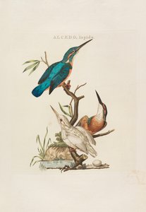 الطيور الهولندية: حسب أسرتها وخصائصها ، 1770-1829. بواسطة كورنيليوس نوزمان