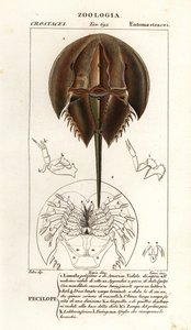 سلطعون حدوة الحصان الأطلسي ، Limulus polyphemus