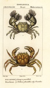 Hemigrapsus penicillatus و Potamon fluviatile بواسطة كورسي كورسي