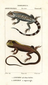 سحلية Lyreshead ، Lyriocephalus scutatus 1 وسحلية الغوص أو Mophead iguana ، Uranoscodon superciliosus 2