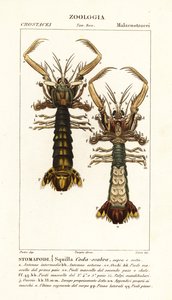 جمبري فرس النبي ، Lysiosquilla scabricauda