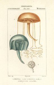 ميدوسا بالعين المجردة ، Orythia viridis ، Oritia verde 1 ، و hydrozoans ، Geryonia proboscidalis ، Dianea gabert 2 ، و Liriope tetraphylla ، Gerionia tetrafilla 3