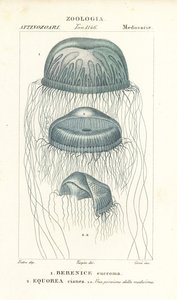 Naked-eye medusa jellyfish و Berenix euchroma 1 و Crystal jelly و Aequorea cyanea 2