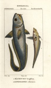 رمانة خشنة الرأس أو رمانة عين بصلية، Macrourus berglax 1 وغرينادير مجوفة الخطم، Coelorhynchus caelorhincus (Lepidoleprus coelorhinchus) 2