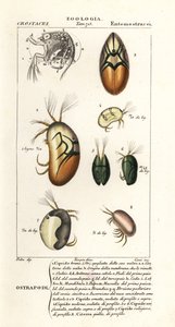 أنواع ostracods