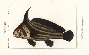 طبلة مرقطة ، Equetus punctatus Eques punctatus ، Cavaliere punteggiato بواسطة كورسي كورسي