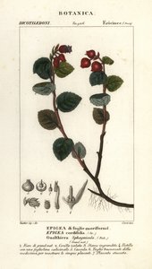 Teaberry ، Gaultheria domingensis بواسطة كورسي كورسي