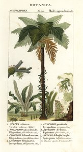 غرب الهند الشجرية ، Cyathea arborea ، كرمة السرخس ، Microgramma piloselloides 2 ، السرخس الرشيق ، Niphidium crassifolium 3 ، الشرابة الخشنة السرخس ، Huperzia phlegmaria 4 ، Staghorn clubmoss ، Lycopodiella cernua 5 ، ذيل الحصان المائي