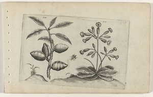 Amandelboom en gulden sleutelbloem تعرف على الزنابق (عنوان المسلسل) بواسطة Crispijn van de Passe (I) (منسوب إلى)