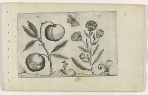 Assyrische appel en goudsbloem تعرف على الزنبق (عنوان السلسلة) بواسطة Crispijn van de Passe (I) (منسوب إلى)