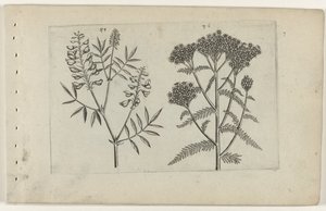 Boswikke en tuizendblad تعرف على الزنابق (عنوان المسلسل) بواسطة Crispijn van de Passe (I) (منسوب إلى)