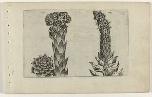 ليليا Thunderleaf و Mullein Cognoscite (عنوان السلسلة) بواسطة Crispijn van de Passe (I) (منسوب إلى)