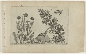 Gewone kamille en zuurbes تعرف على الزنابق (عنوان المسلسل) بواسطة Crispijn van de Passe (I) (منسوب إلى)