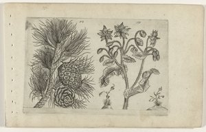 Grove den en bernagie تعرف على الزنابق (عنوان المسلسل) بواسطة Crispijn van de Passe (I) (منسوب إلى)