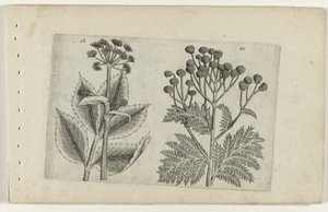 Hertswortel en boerenwormkruid تعرف على الزنابق (عنوان المسلسل) بواسطة Crispijn van de Passe (I) (منسوب إلى)