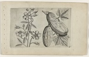 Muskusroos en komkor تعرف على الزنابق (عنوان المسلسل) بواسطة Crispijn van de Passe (I) (منسوب إلى)