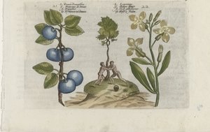Pruim en muurbloem Pruna Damasena / Leucojum (العنوان على الكائن) تعرف على الزنابق (عنوان المسلسل) بواسطة Crispijn van de Passe (I) (منسوب إلى)