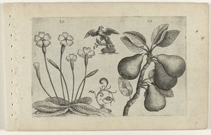 Sleutelbloem أون نظير تعرف على الزنابق (عنوان المسلسل) بواسطة Crispijn van de Passe (I) (منسوب إلى)