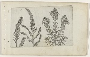 Tamarisk en vlasbekje تعرف على الزنابق (عنوان المسلسل) بواسطة كريسبين فان دي باس (الأول)