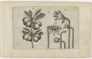 Zure kers en wilde narcissus تعرف على الزنابق (عنوان المسلسل)