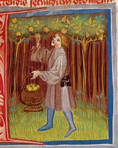 قطف الثمار ، من العمل ، مصالح الريف Pietro Crescenzi (1230-1321) بواسطة المدرسة التشيكية