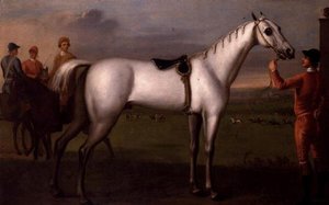 العريس يحمل حصان سباق رمادي بواسطة كويجلي