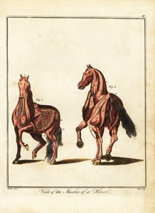 الجهاز العضلي للحصان. 1792 (نقش) بواسطة دانيال (بعد) دود