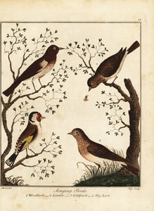 الطيور المغردة: الغابة ، لينيت ، الحسون ، قبرة السماء. 1792 (نقش) بواسطة دانيال (بعد) دود