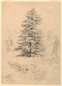 رسم، دراسة لشجرة هيملوك، نورث كونواي، نيو هامبشاير، 6 أغسطس 1855 بواسطة دانييل هنتنغتون