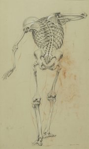 دراسة الهيكل العظمي ، c.1848 (طباشير وتلوين على ورق تان مركب على ورق مقوى) بواسطة دانييل هنتنغتون