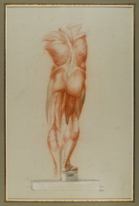 Écorché (دراسة الشكل للعضلات) ، c.1848 (الطباشير والجرافيت على الورق) بواسطة دانييل هنتنغتون