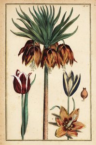 زنبق التاج الإمبراطوري ، Fritillaria Imperialis ، والزنبق ، Tulipa gesneriana