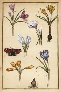 زعفران الربيع ، Crocus vernus ، وفراشة الطاووس الأوروبية ، Aglais io
