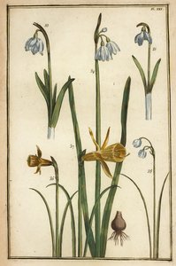 النرجس البري البري ، Narcissus pseudonarcissus ، و Snowdrops ، Galanthus nivalis