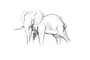 Bull Elephant، 2021 (قلم تلوين على ورق) بواسطة ديفيد ماير