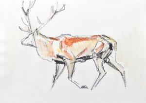 Red Deer Stag، 2020 (ألوان مائية على ورق) بواسطة ديفيد ماير