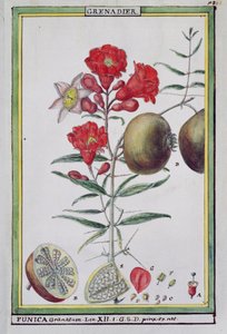 شجرة الرمان ، من Florindie أو التاريخ الفيزيائي الاقتصادي للنباتات الساخنة ، 1789 بواسطة Delahaye