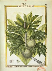 بريدفروت (Artocarpus altilis) ، ألوان مائية من Delahaye بواسطة ديلاهاي ديلاهاي